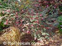 Loropetalum chinense, Dwarf Loropetalum