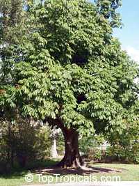 Bombax glabrum, Pachira aquatica, French Peanut, Malabar Chesnut, Guiana Chestnut, Provision Tree Bombax glabrum, Pachira aquatica, French Peanut, Malabar Chesnut, Guiana Chestnut, Provision Tree