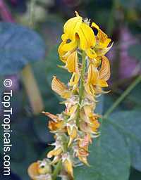 Crotalaria pallida , Smooth Rattlebox