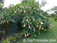 Brugmansia sp., Angels Trumpet