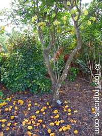 Averrhoa carambola, Carambola, Starfruit, Five-finger, Balimbing