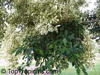 Ficus sp., Ficus