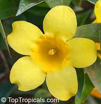 Gelsemium sempervirens, Yellow Jessamine, Carolina Jasmine, Yellow jessamine, Trumpet Flower