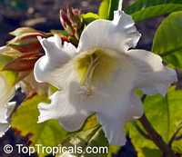 Beaumontia murtonii, Easter Lily Vine, Heralds Trumpet, Nepal Trumpet Flower Beaumontia murtonii, Easter Lily Vine, Heralds Trumpet, Nepal Trumpet Flower