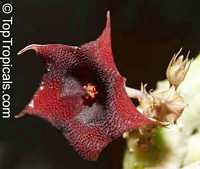 Huernia sp., Huernia