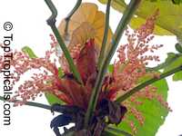 Macaranga grandifolia, Macaranga longifolia, Macaranga mappa, Macaranga, Nasturtium Tree, Parasol Leaf Tree, Bingabing