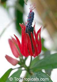 Pavonia multiflora, Triplochlamys multifora, Pavonia x Gledhillii, Brazilian candles