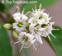 Cordia rupicola, Varronia rupicola, Puerto Rico Manjack, Cliff Manjack Cordia rupicola, Varronia rupicola, Puerto Rico Manjack, Cliff Manjack