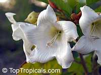 Beaumontia murtonii, Easter Lily Vine, Heralds Trumpet, Nepal Trumpet Flower Beaumontia murtonii, Easter Lily Vine, Heralds Trumpet, Nepal Trumpet Flower