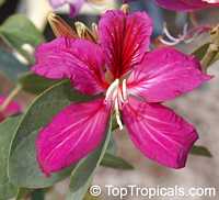 Bauhinia blakeana, Hong Kong Orchid Tree Bauhinia blakeana, Hong Kong Orchid Tree