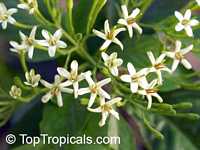 Tarenna wallichii, Ixora wallichii, Tarenna