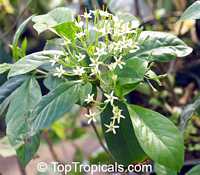 Tarenna wallichii, Ixora wallichii, Tarenna