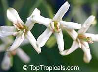 Tarenna wallichii, Ixora wallichii, Tarenna