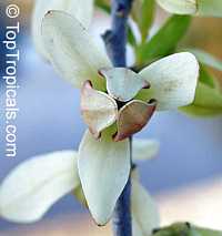Asimina reticulata, Netted Pawpaw Asimina reticulata, Netted Pawpaw