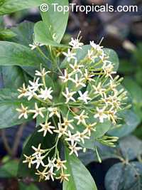 Tarenna wallichii, Ixora wallichii, Tarenna