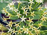 Tarenna wallichii, Ixora wallichii, Tarenna
