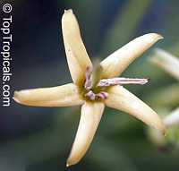 Tarenna wallichii, Ixora wallichii, Tarenna