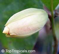 Magnolia liliifera, Talauma candollei, Magnolita, Egg Magnolia Magnolia liliifera, Talauma candollei, Magnolita, Egg Magnolia