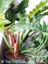 Philodendron xanadu, Philodendron Philodendron xanadu, Philodendron