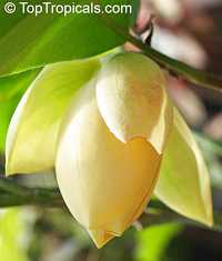 Magnolia liliifera, Talauma candollei, Magnolita, Egg Magnolia Magnolia liliifera, Talauma candollei, Magnolita, Egg Magnolia