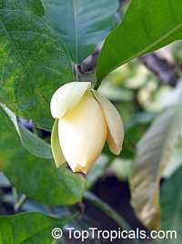 Magnolia liliifera, Talauma candollei, Magnolita, Egg Magnolia Magnolia liliifera, Talauma candollei, Magnolita, Egg Magnolia