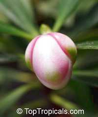 Clusia orthoneura, Clusia Braziliana, Brazilian Clusia, Porcelain Flower