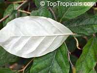 Elaeagnus sp.