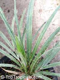 Gastrococos crispa, Acrocomia armentalis, Acrocomia crispa, Cuban Belly Palm, Corojo Palm, Acrocomia