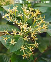 Tarenna wallichii, Ixora wallichii, Tarenna