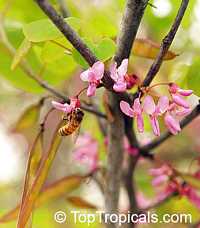 Cercis canadensis, Eastern Redbud, Judas Tree, Love Tree