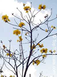 Tabebuia chrysotricha, Tabebuia chrysantha, Dwarf Golden Tabebuia