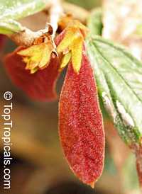 Theobroma grandiflorum, Cupuasu, Copoasu, Cupuacu