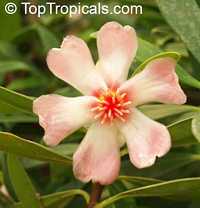 Clusia orthoneura, Clusia Braziliana, Brazilian Clusia, Porcelain Flower