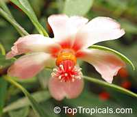 Clusia orthoneura, Clusia Braziliana, Brazilian Clusia, Porcelain Flower