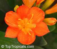 Clivia miniata, Bush Lily, Boslelie Clivia miniata, Bush Lily, Boslelie