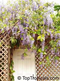 Petrea volubilis, Petrea kohautiana, Queen Petrea volubilis, Petrea kohautiana, Queen