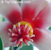 Clusia orthoneura, Clusia Braziliana, Brazilian Clusia, Porcelain Flower