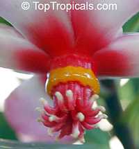 Clusia orthoneura, Clusia Braziliana, Brazilian Clusia, Porcelain Flower