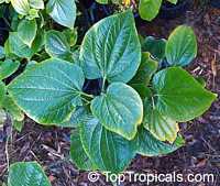 Piper sarmentosum, Chaa-plu, Vietnamese Pepper