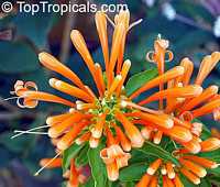 Pyrostegia venusta, Pyrostegia ignea, Bignonia venusta, Flame vine, golden shower, orange trumpet vine, Hua Pala Vine