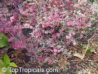 Loropetalum chinense, Dwarf Loropetalum