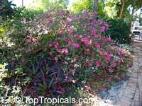 Rhododendron sp., Azalea sp., Rhododendron