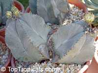 Astrophytum sp. , Star Cactus Astrophytum sp. , Star Cactus