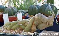 Kedrostis africana, Bryonia africana, Baboon�s Cucumber