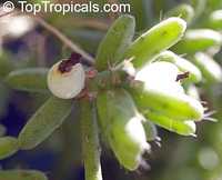Rhipsalis sp., Mistletoe Rhipsalis sp., Mistletoe