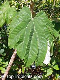 Tetrapanax papyriferus, Tetrapanax papyrifer, Fatsia papyrifer, Aralia papyrifera , Rice-Paper Tree 