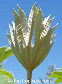 Tetrapanax papyriferus, Tetrapanax papyrifer, Fatsia papyrifer, Aralia papyrifera , Rice-Paper Tree 