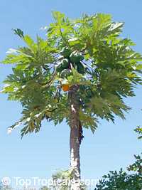 Carica papaya, Papaya