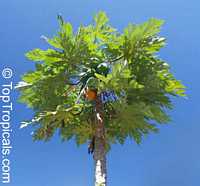Carica papaya, Papaya