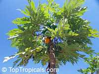 Carica papaya, Papaya